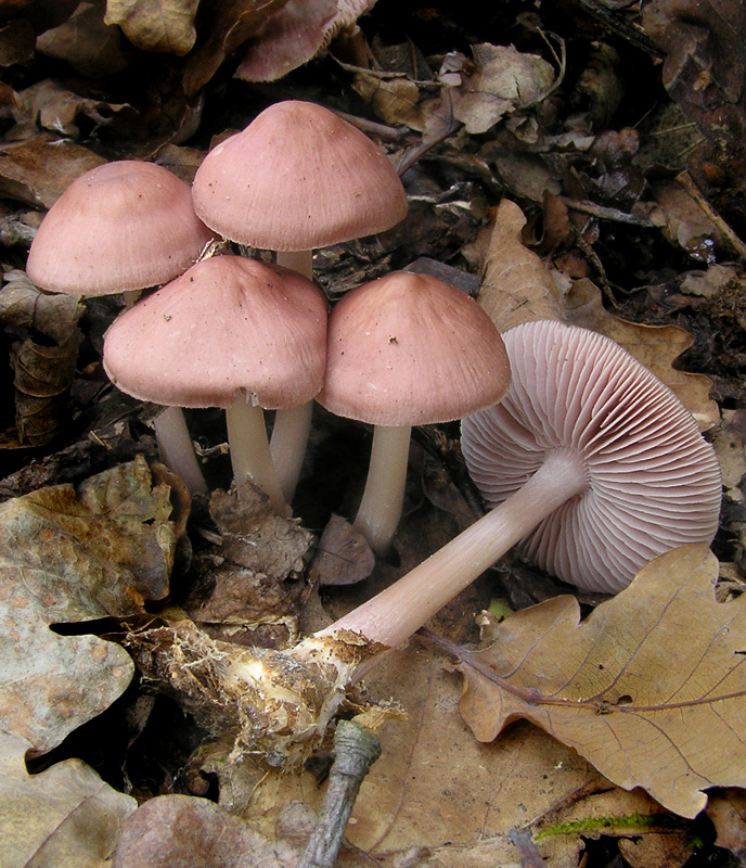 Mycena rosea